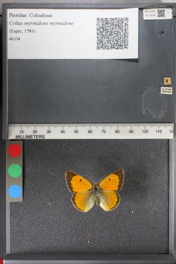 Media type: image;   Entomology 118793